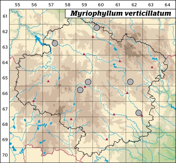 Mapa výskytu - stolístek přeslenatý - Myriophyllum verticillatum