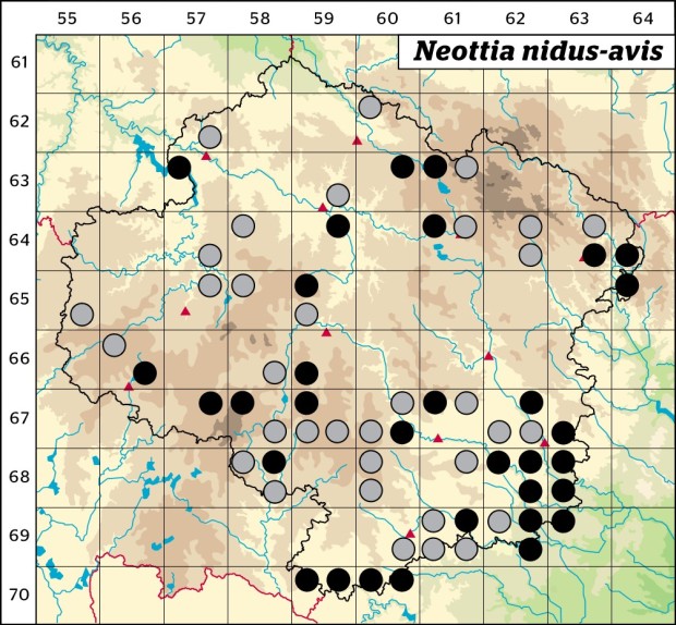 Mapa výskytu - hlístník hnízdák - Neottia nidus-avis