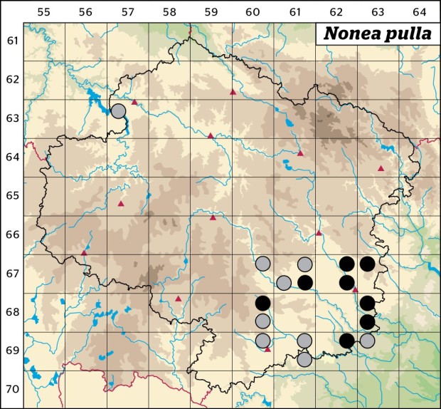 Mapa výskytu - pipla osmahlá - Nonea pulla