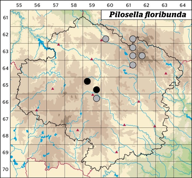 Mapa výskytu - chlupáček květnatý - Pilosella floribunda