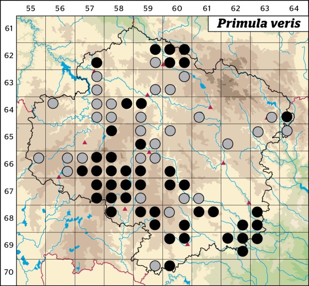 Mapa výskytu - prvosenka jarní - Primula veris