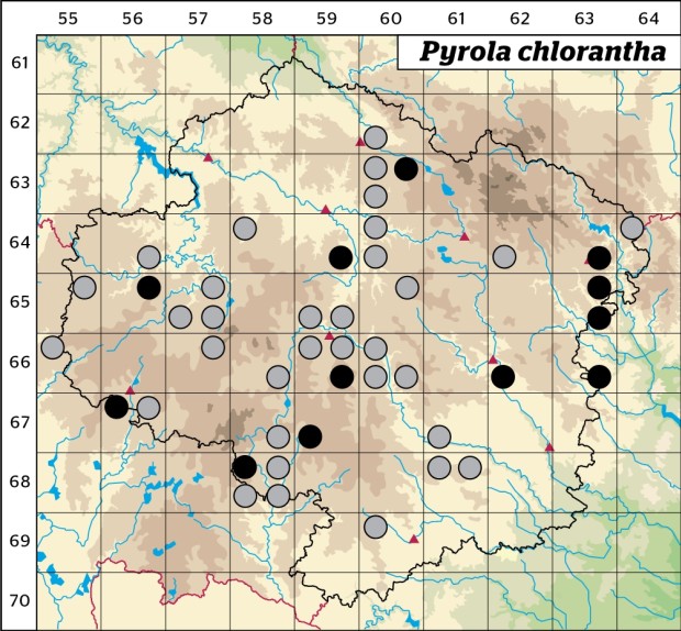 Mapa výskytu - hruštička zelenokvětá - Pyrola chlorantha