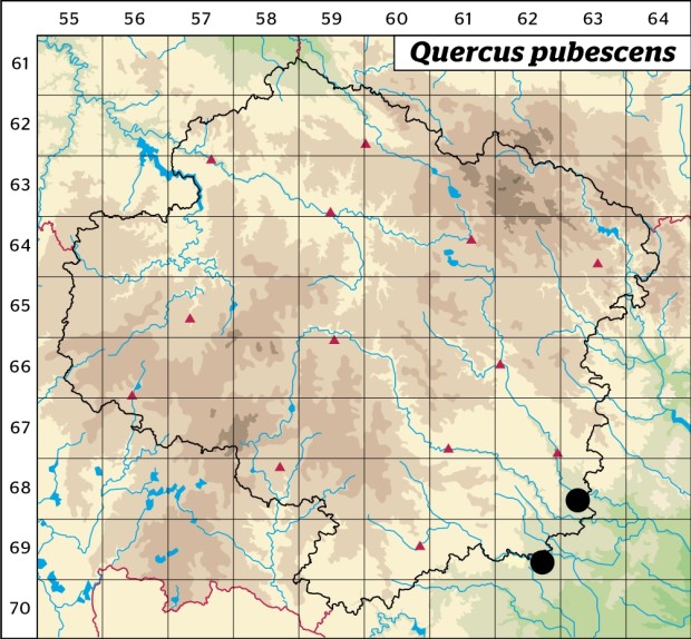 Mapa výskytu - dub pýřitý - Quercus pubescens