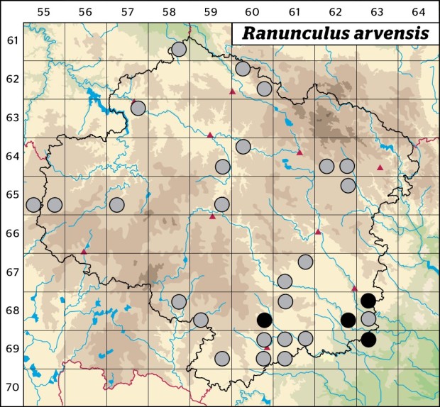 Mapa výskytu - pryskyřník rolní - Ranunculus arvensis