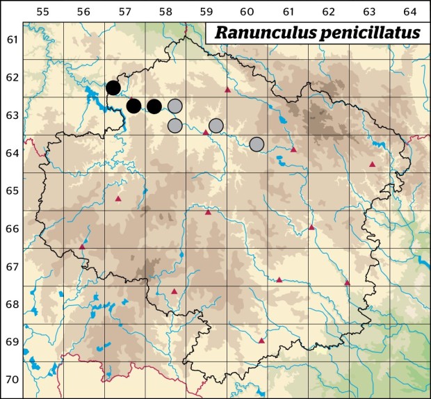 Mapa výskytu - lakušník štětičkový - Ranunculus penicillatus