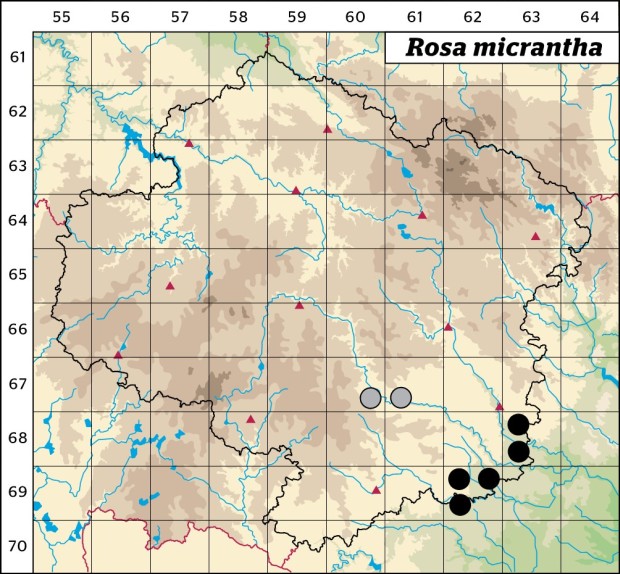 Mapa výskytu - růže malokvětá - Rosa micrantha
