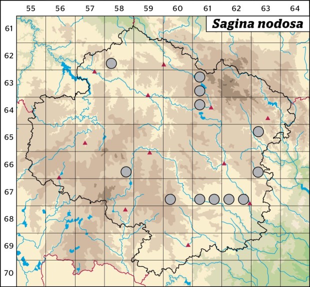Mapa výskytu - úrazník uzlovitý - Sagina nodosa