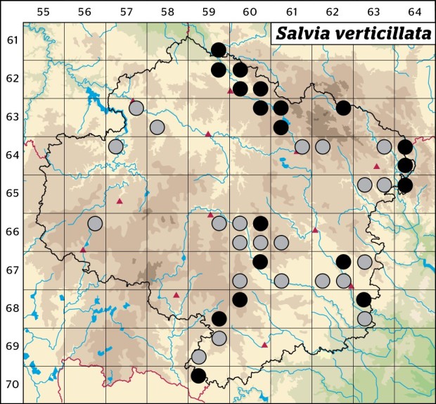 Mapa výskytu - šalvěj přeslenitá - Salvia verticillata