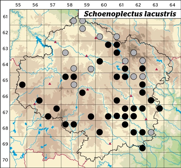Mapa výskytu - skřípinec jezerní - Schoenoplectus lacustris