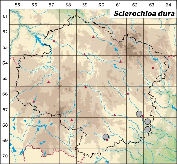 Mapa výskytu - tužanka tvrdá - Sclerochloa dura