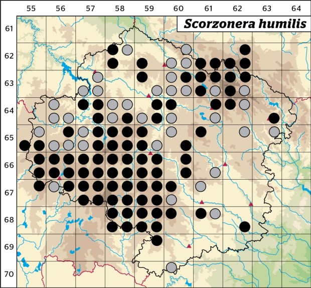 Mapa výskytu - hadí mord nízký - Scorzonera humilis