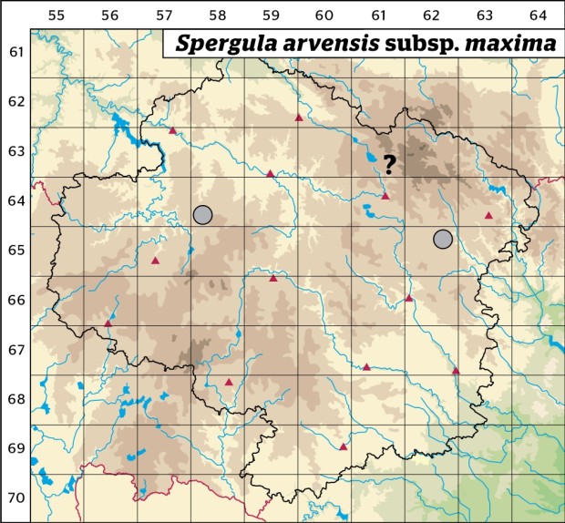 Mapa výskytu - kolenec rolní největší - Spergula arvensis subsp. maxima