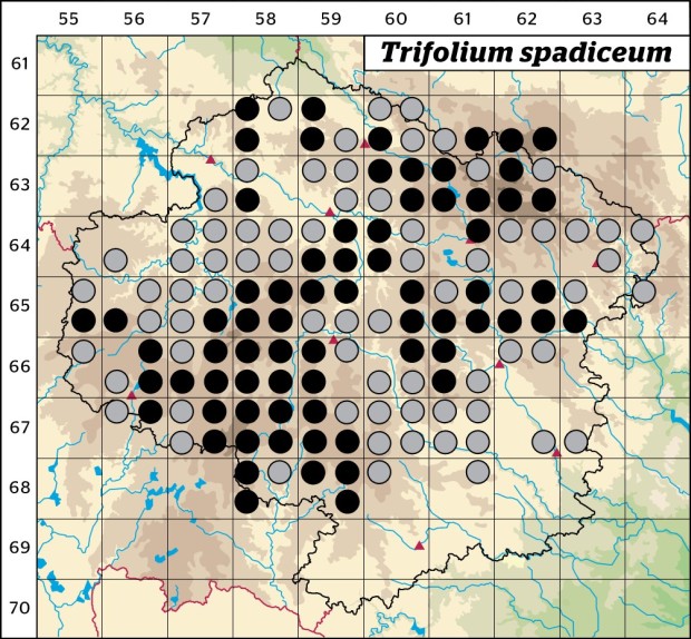 Mapa výskytu - jetel kaštanový - Trifolium spadiceum