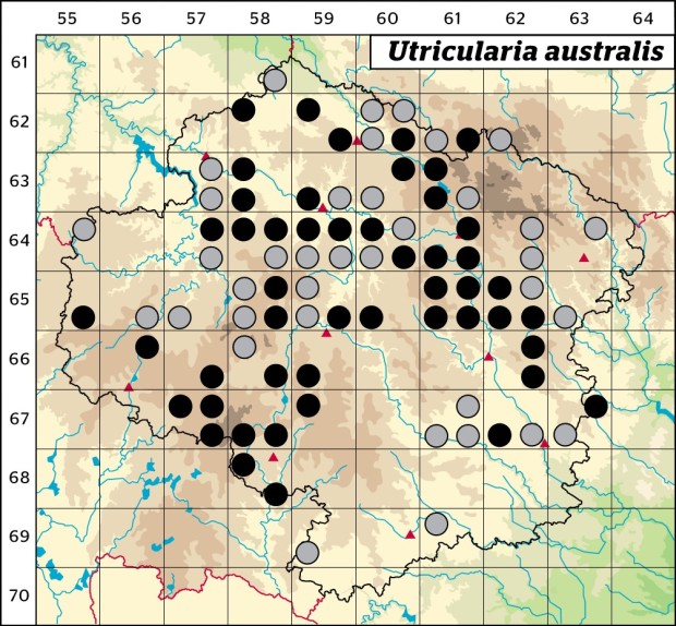 Mapa výskytu - bublinatka jižní - Utricularia australis