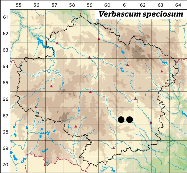 Mapa výskytu - divizna ozdobná - Verbascum speciosum