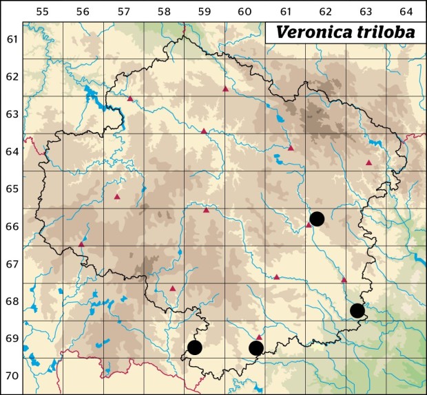 Mapa výskytu - rozrazil trojlaločný - Veronica triloba