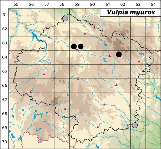 Mapa výskytu - mrvka myší ocásek - Vulpia myuros