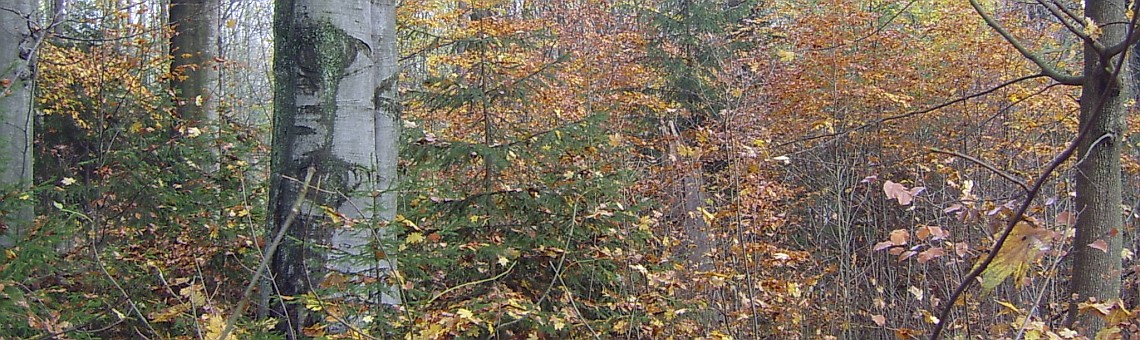 PR Roštejnská obora, Doupě [JI] - 29.10.2004, foto Vojtěch Kodet