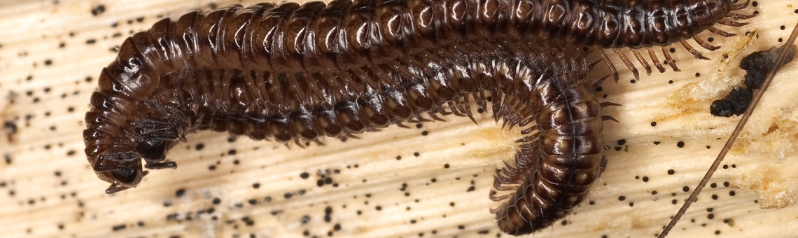 Skvrněnka pestr&aacute; (Craspedosoma rawlinsi) - foto Jan Šula
