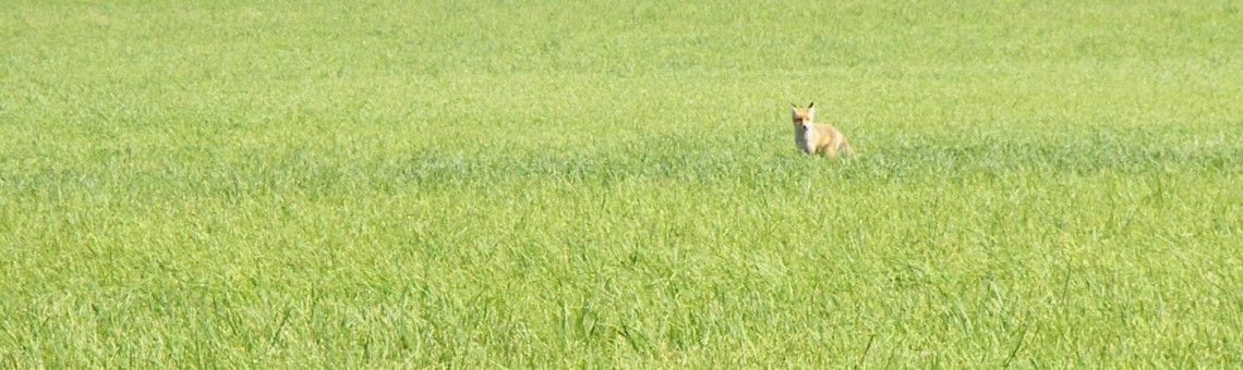 Li&scaron;ka obecn&aacute; (Vulpes vulpes), Arnolec [JI] - 5.7.2006, foto Vojtěch Kodet