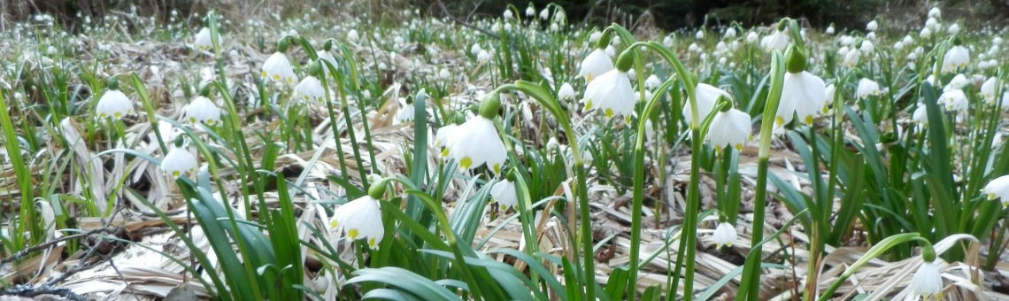 Bledule jarn&iacute; (Leucojum vernum), PP Stržen&aacute; Hr&aacute;z, Mnich [PE] - 28.3.2014, foto Vojtěch Kodet