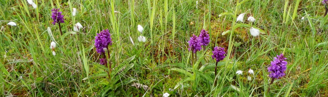 Prstnatec májový (Dactylorhiza majalis) a suchopýr úzkolistý (Eriophorum angustifolium), PR Chvojnov, Milíčov u Jihlavy [JI] - 28.5.2013, foto Vojtěch Kodet