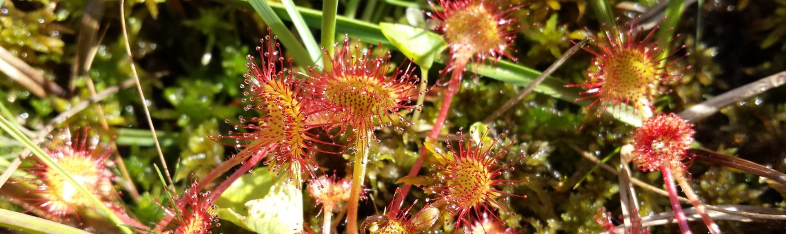 Rosnatka okrouhlolistá (Drosera rotundifolia), PR Chvojnov, Milíčov u Jihlavy [JI] - 28.6.2015, foto Vojtěch Kodet