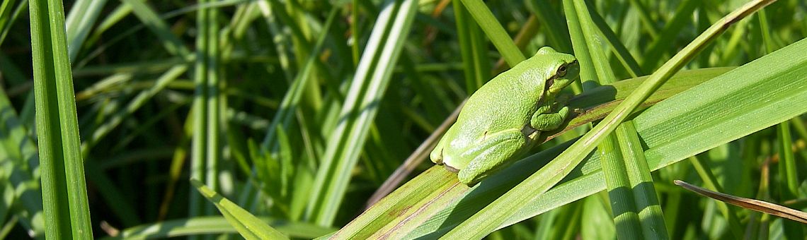 Rosnička zelená (Hyla arborea), rybník Broum, Buková u Třešti [JI] - 27.6.2010, foto Vojtěch Kodet