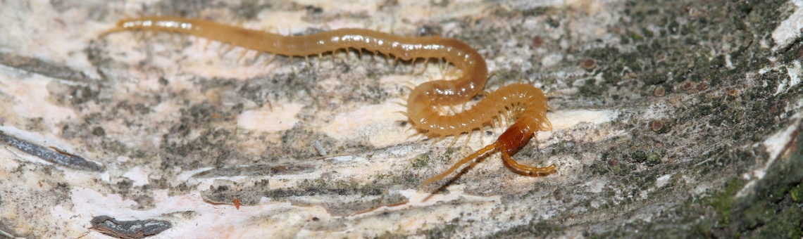 Zemivka dlouhoroh&aacute; (Geophilus flavus) - foto Filip Trnka