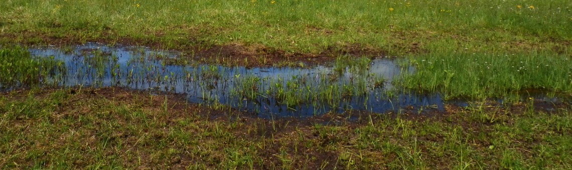 PR Na Oklice, Milíčov u Jihlavy [JI] - 28.5.2013, foto Vojtěch Kodet