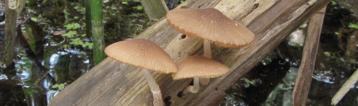 Křehutka orobincová (Psathyrella typhae) - foto Marek Brom
