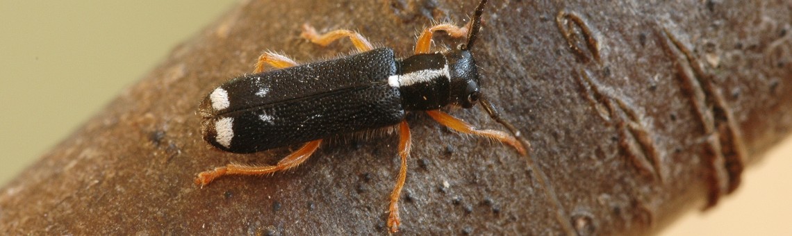 Kozlíček (Menesia bipunctata) - foto Václav Křivan