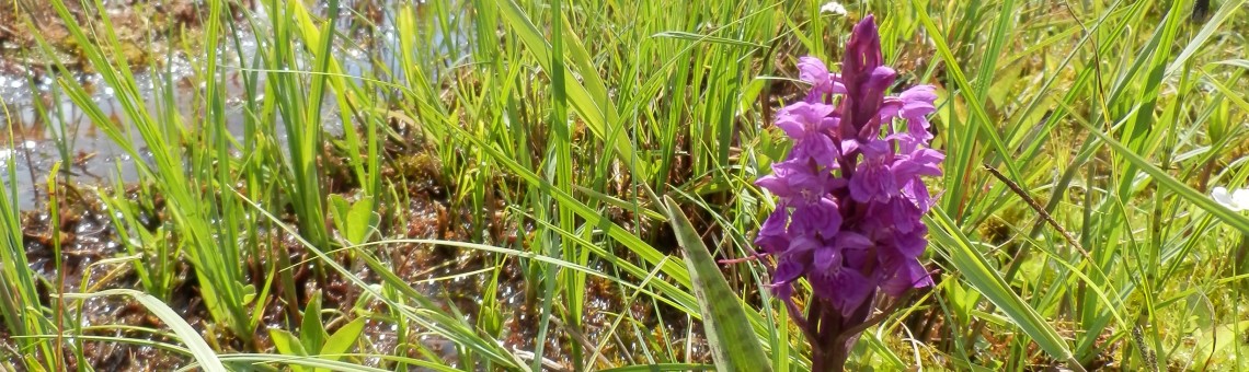 Prstnatec májový (Dactylorhiza majalis), PR Na Oklice, Milíčov u Jihlavy [JI] - 28.5.2013, foto Vojtěch Kodet
