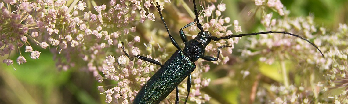 Tesařík pižmový (Aromia moschata), PR Vílanecké rašeliniště, Vílanec u Jihlavy [JI] - 24.8.2006, foto Vojtěch Kodet