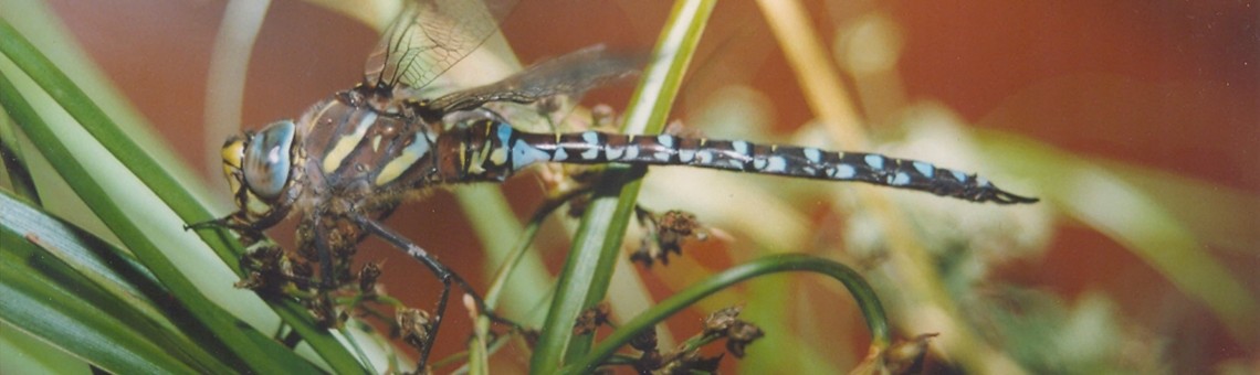 Šídlo sítinové (Aeshna juncea) - foto Petr Hesoun