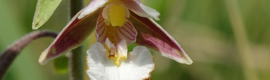 Kruštík bahenní (Epipactis palustris), PR Chvojnov, Milíčov u Jihlavy [JI] - 18.7.2015, foto Vojtěch Kodet