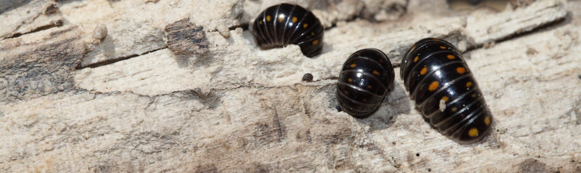 Svinule lesn&iacute; (Glomeris pustulata) - foto Filip Trnka