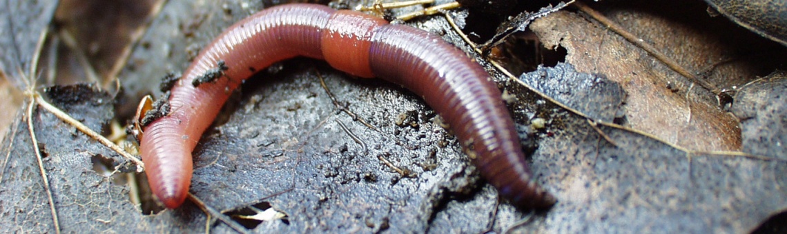 Ž&iacute;žala Lumbricus castaneus - foto Václav Pižl