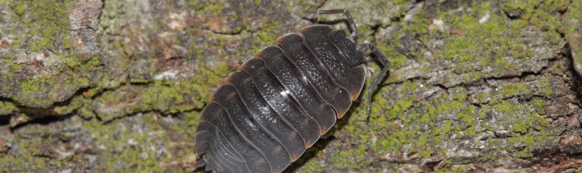 St&iacute;nka lesn&iacute; (Trachelipus ratzeburgii) - foto Filip Trnka