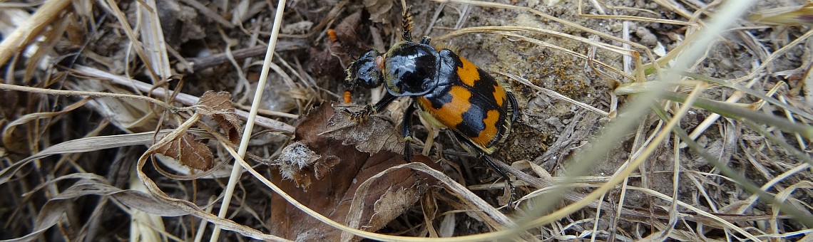 Hrobařík obecný (Nicrophorus vespillo), EVL Na Ostrážné, Hluboké [ZR] - 12.7.2015, foto Vojtěch Kodet