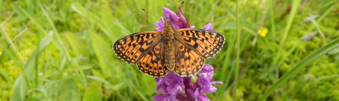 Perleťovec dvanáctitečný (Boloria selene) na prstnatci májovém (Dactylorhiza majalis), PR Chvojnov, Milíčov u Jihlavy [JI] - 28.5.2015, foto Vojtěch Kodet