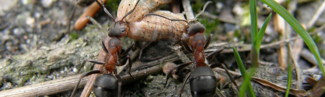 Mravenec podhorn&iacute; (Formica lugubris) - foto Klára Bezděčková