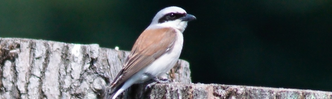 samec ťuhýka obecného (Lanius collurio) - foto Tomáš Kněžíček