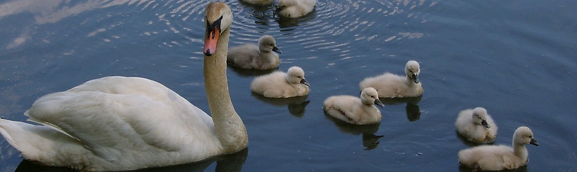 Labuť velká (Cygnus olor), ryb. Kněžský, Jihlava [JI] - 2.6.2005, foto Vojtěch Kodet