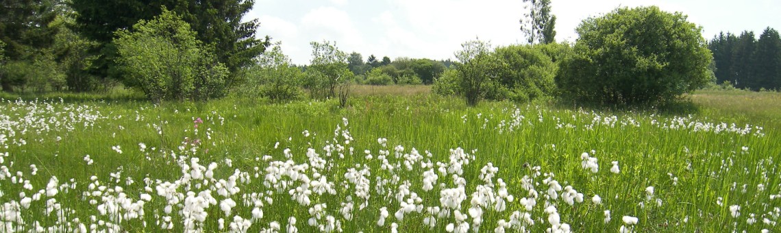U Farského lesa, Branišov u Jihlavy [JI] - 5.6.2011, foto Vojtěch Kodet