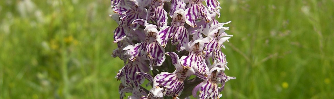 Prstnatec Fuchsův (Dactylorhiza fuchsii), Rašeliniště Pod Trojanem, Hlávkov [JI] - foto Vojtěch Kodet