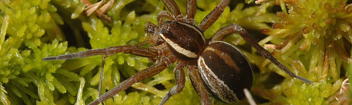 Lovčík vodní (Dolomedes fimbriatus) - foto Václav Křivan