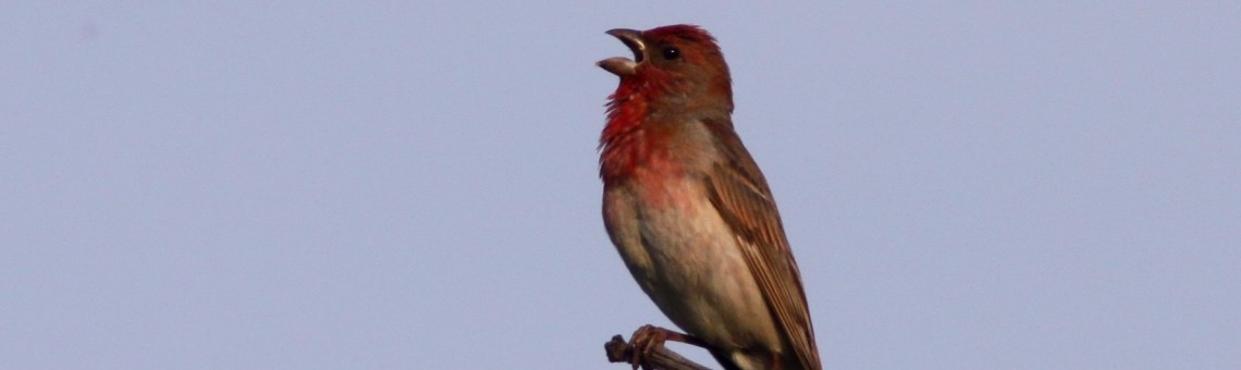 Hýl rudý (Carpodacus erythrinus), Termesivské rybníky, Termesivy [HB] - foto Václav Hlaváč