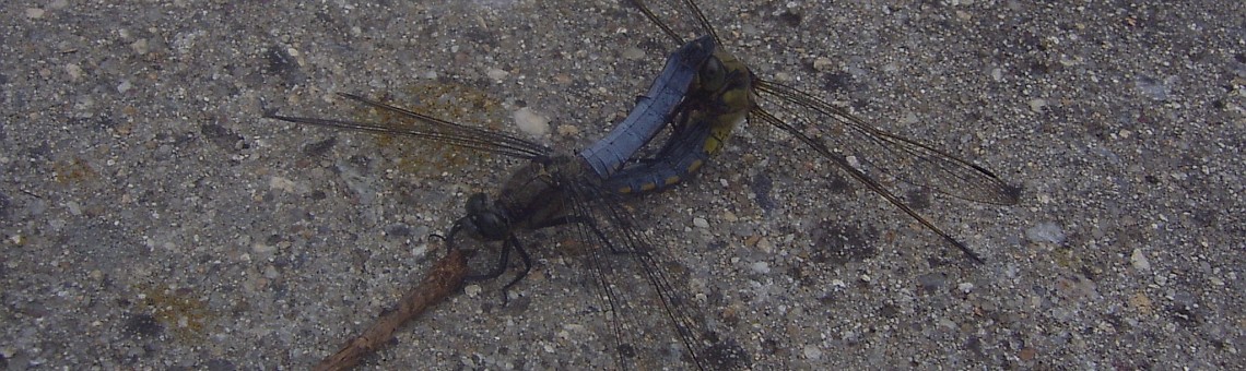 Vážka ploská (Libellula depressa), Koupaliště u Bohuslavic [JI] - červen 2004, foto Vojtěch Kodet
