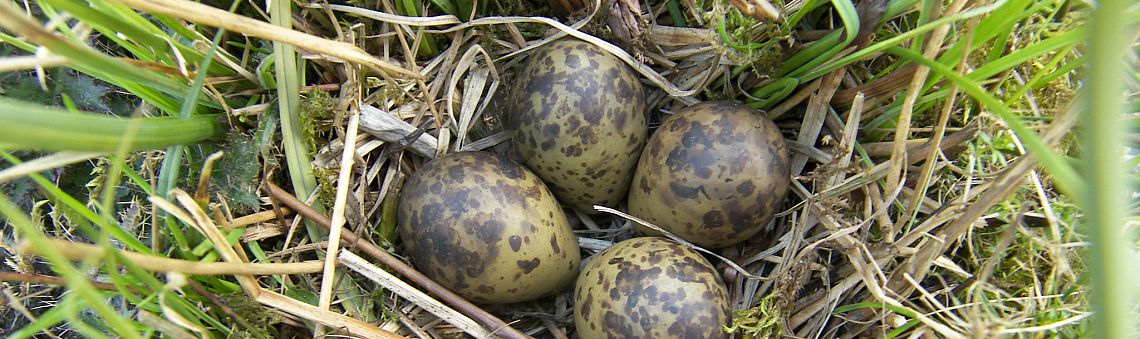 Hnízdo bekasiny otavní (Gallinago gallinago), U Farského lesa, Branišov u Jihlavy [JI] - 21.4.2012, foto Vojtěch Kodet